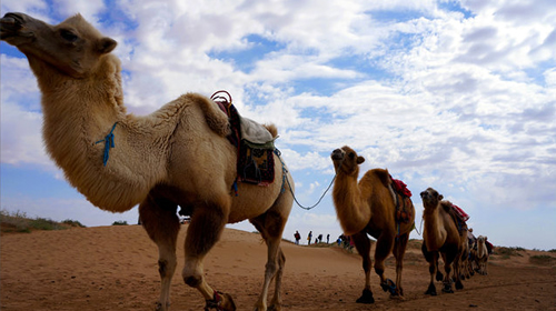 鳴沙山駱駝乗騎